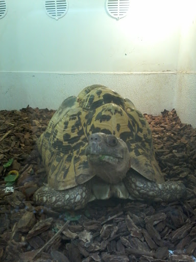 Pet Store «Lost Realms Pets», reviews and photos, 8059 N Cedar Ave, Fresno, CA 93720, USA