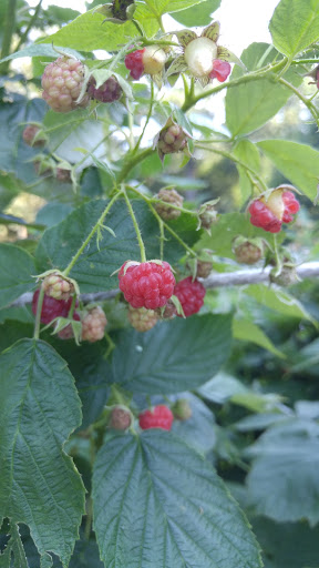 Park «Hart`s Brook Park and Preserve», reviews and photos, 156 Ridge Rd, Hartsdale, NY 10530, USA