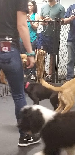 Pet Supply Store «Dogology», reviews and photos, 166 Albany Turnpike, Canton, CT 06019, USA