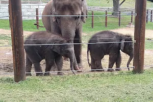 Helga Beck Asian Elephant Preserve image