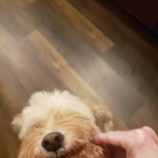 Pet Supply Store «City Dogs Grocery», reviews and photos, 884 Massachusetts Ave, Indianapolis, IN 46204, USA