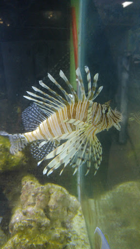 Tropical Fish Store «Rivers & Reefs Aquarium Shoppe», reviews and photos, 107 N Main St, Fond du Lac, WI 54935, USA