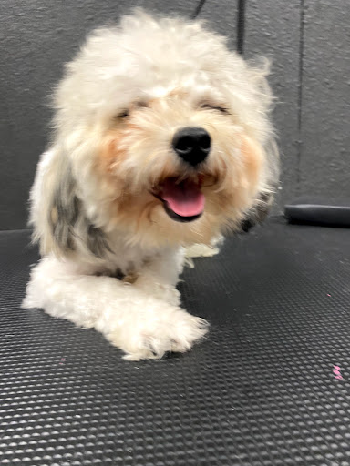 Pet Supply Store «Big Tex Feed & Pet Supply», reviews and photos, 7102 Cullen Blvd, Houston, TX 77021, USA