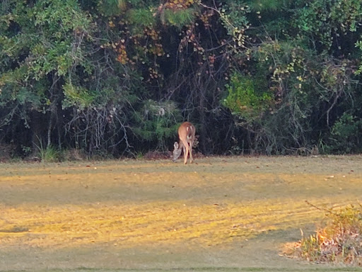 Golf Course «Grand Bear Golf Course», reviews and photos, 12040 Grand Way Blvd, Saucier, MS 39574, USA