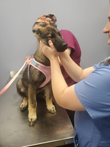 Hewitt Animal Hospital, A Thrive Pet Healthcare Partner image