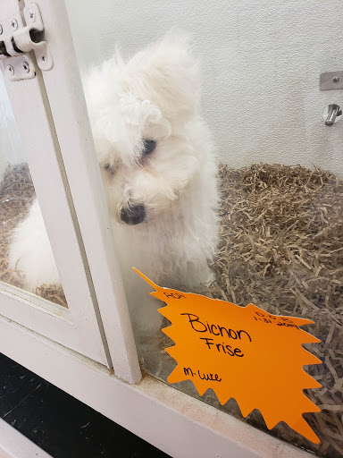 Pet Store «Puppy City», reviews and photos, 3343 Valley Pike, Winchester, VA 22602, USA