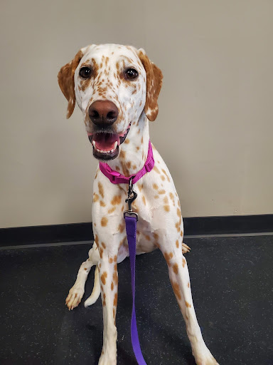 Best Pet K-9 Training