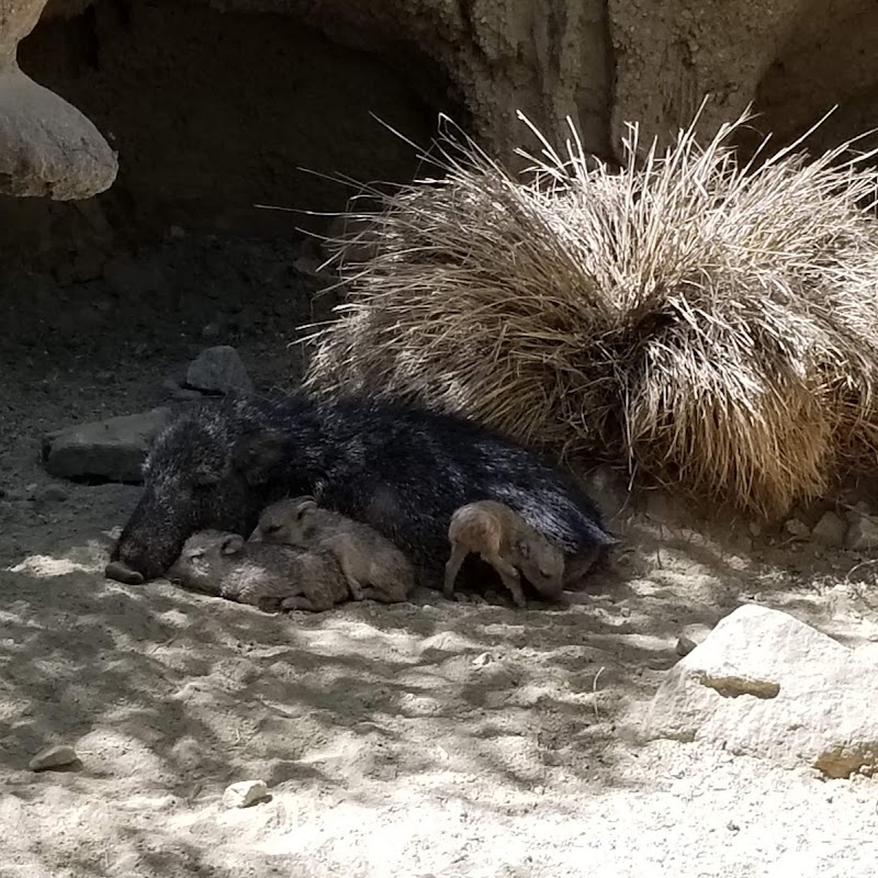 The Living Desert Zoo and Gardens