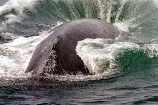 Whale Watching Tour Agency «Cape Ann Whale Watch», reviews and photos, 415 Main St, Gloucester, MA 01930, USA