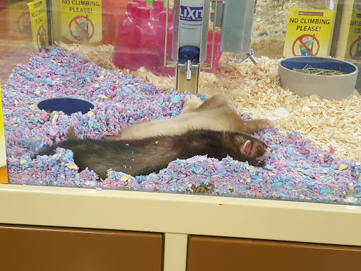 Pet Supply Store «Pet Supermarket», reviews and photos, 800 Sebring Square.., Sebring, FL 33870, USA