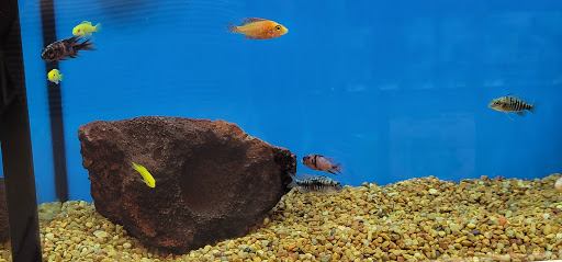 Pet Supply Store «Petco Animal Supplies», reviews and photos, 38069 Town Center Dr #222, Millville, DE 19967, USA