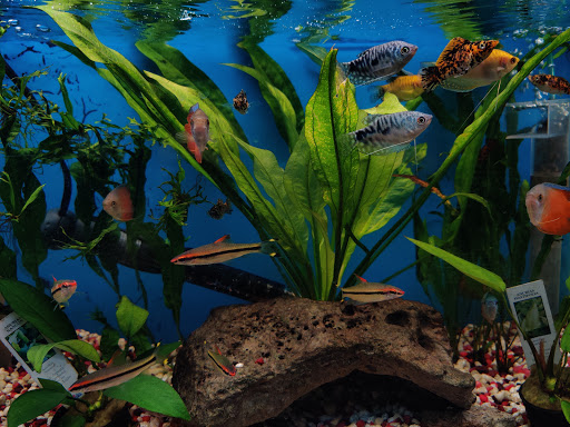 Tropical Fish Store «Tropical Fish World», reviews and photos, 11365 San Pablo Ave, El Cerrito, CA 94530, USA