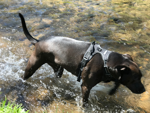 College «Brevard College», reviews and photos