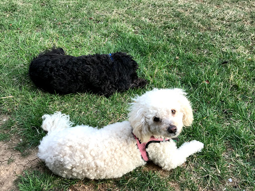 Pet Supply Store «Pet Valu», reviews and photos, 18115 Town Center Dr, Olney, MD 20832, USA