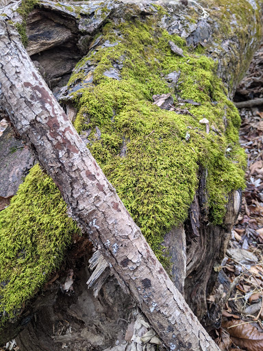 Nature Preserve «Trevlac Bluffs Nature Preserve», reviews and photos, IN-45, Nashville, IN 47448, USA