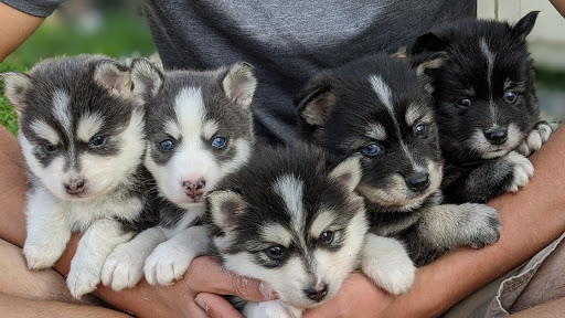 Golden Pawsibility Puppies