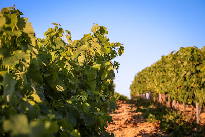 Domaine de Vigier à Lagorce