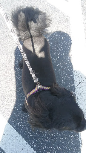 Pet Supply Store «PetSmart», reviews and photos, 1462 Jeffreys Rd, Rocky Mount, NC 27804, USA