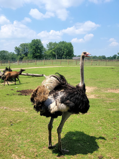 Zoo «Dutch Creek Farm Animal Park», reviews and photos, 6255 N 1000 W, Shipshewana, IN 46565, USA