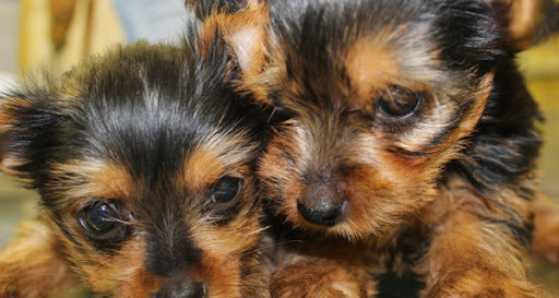 Pet Supply Store «RK Puppies & More», reviews and photos, 5417 Everhart Rd, Corpus Christi, TX 78411, USA