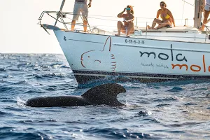 Mola Mola image