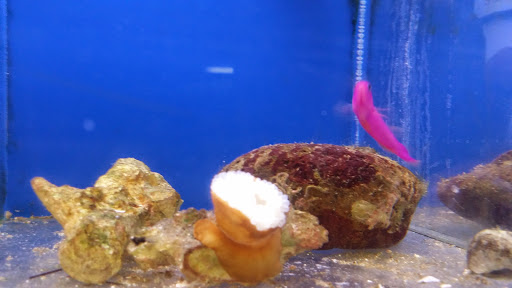 Pet Store «Brooklyn Zoo & Aquarium Pet Store», reviews and photos, 2377 Ralph Ave, Brooklyn, NY 11234, USA