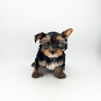 Puppyland Tolleson - Photo 5 - Car repair in Tolleson, AZ, Phoenix