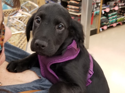 Pet Supply Store «Petco Animal Supplies», reviews and photos, 205 Palm Bay Rd NE #155, West Melbourne, FL 32904, USA