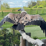 Photo n° 11 de l'avis de Macary.e fait le 20/10/2023 à 17:54 pour ZooParc de Beauval à Saint-Aignan