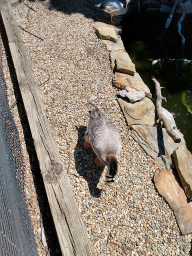 Zoo «Miller Park Zoo», reviews and photos, 1020 S Morris Ave, Bloomington, IL 61701, USA