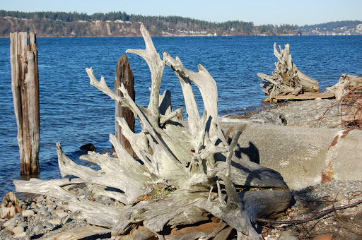 Public Golf Course «Chambers Bay», reviews and photos, 6320 Grandview Dr W, University Place, WA 98467, USA