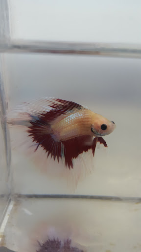 Pet Store «Mike Pet Center LLC», reviews and photos, 133 NJ-35, Neptune City, NJ 07753, USA