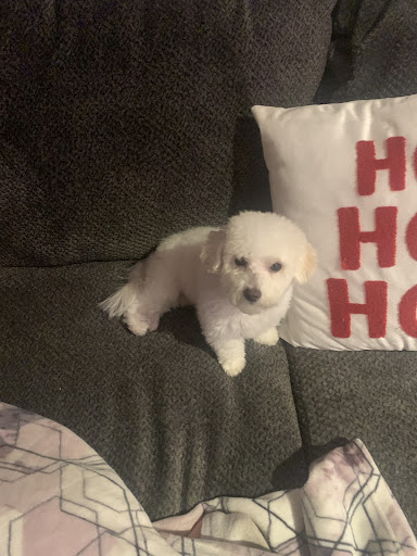 Pet Supply Store «PetSmart», reviews and photos, 350 Fifth St, Oswego, IL 60543, USA