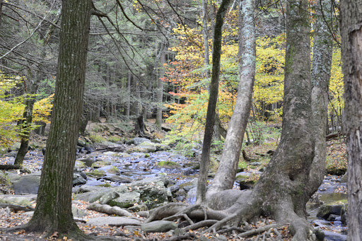 Pet Store «Abrams and Weakley General Store for Animals», reviews and photos, 3963 N 6th St, Harrisburg, PA 17110, USA