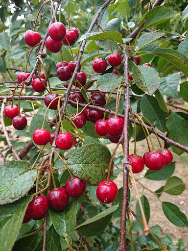 Marble Hill Cherries