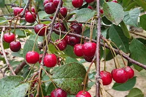 Marble Hill Cherries image