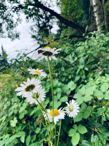 Park «Viewpoint Park», reviews and photos, 134th & NE 24th Street, Bellevue, WA 98005, USA