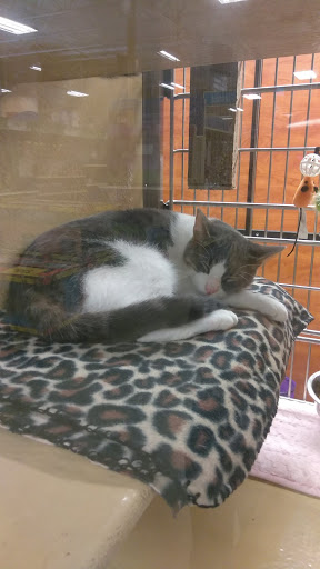 Pet Supply Store «PetSmart», reviews and photos, 300 N Congress Ave, Lake Park, FL 33403, USA