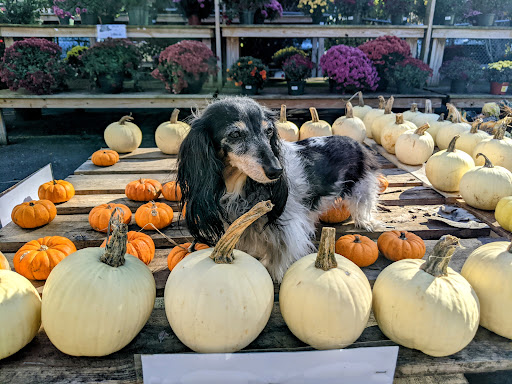 Garden Center «Agriventures Agway», reviews and photos, 126 Housatonic Ave, New Milford, CT 06776, USA