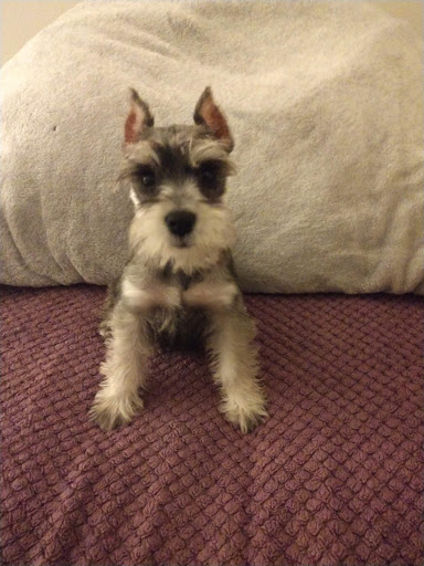 Pet Store «Puppy City», reviews and photos, 3343 Valley Pike, Winchester, VA 22602, USA