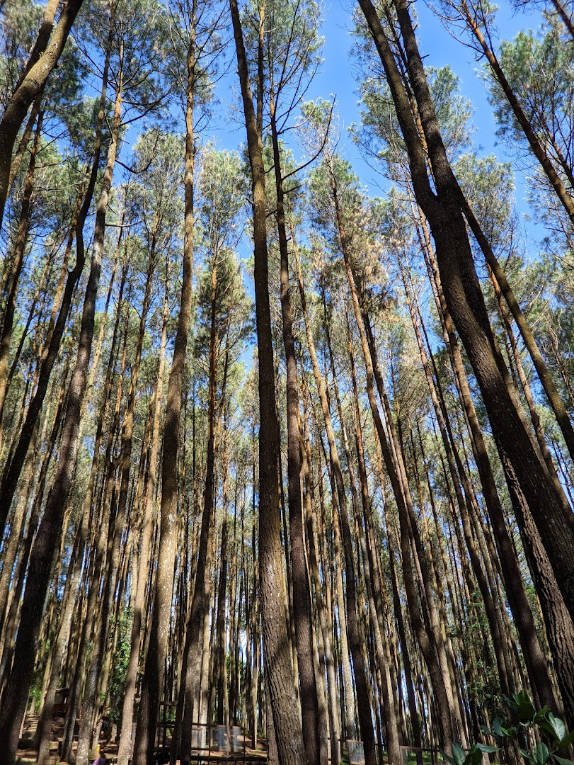 Gambar Hutan Pinus Mangunan