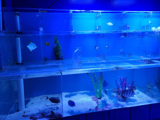 Pet Store «Fosters Exotic Pet Center», reviews and photos, 40116 US Hwy 19 N, Tarpon Springs, FL 34689, USA