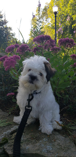 Park «Wood Park», reviews and photos, 65 Park St, Hudson, MA 01749, USA