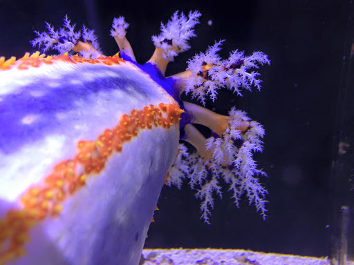 Tropical Fish Store «Reef Oasis», reviews and photos, 7669 Mentor Ave, Mentor, OH 44060, USA