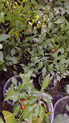 Home Improvement Store «Menards», reviews and photos, 125 73rd St, South Haven, MI 49090, USA