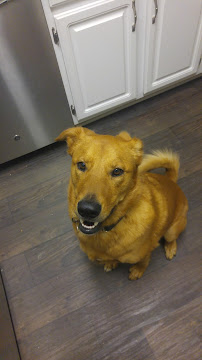 Premium PetSitting - Photo 2 - Car repair in , Atlanta