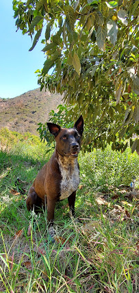 Choice Avocados - Photo 7 - Car repair in Fallbrook, CA, Temecula