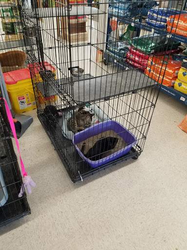 Pet Store «Petland Plano», reviews and photos, 1301 Custer Rd #405, Plano, TX 75075, USA