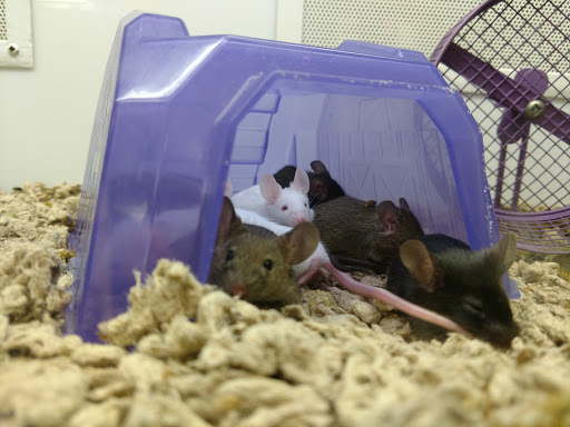 Pet Supply Store «Petco Animal Supplies», reviews and photos, 901 W Indiantown Rd #30, Jupiter, FL 33458, USA