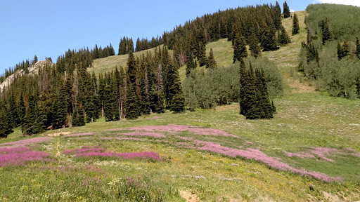 Live Music Venue «Benedict Music Tent and Harris Concert Hall», reviews and photos, 960 N 3rd St, Aspen, CO 81611, USA